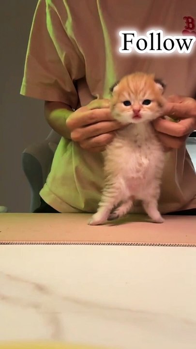 Dancing cat | funny video