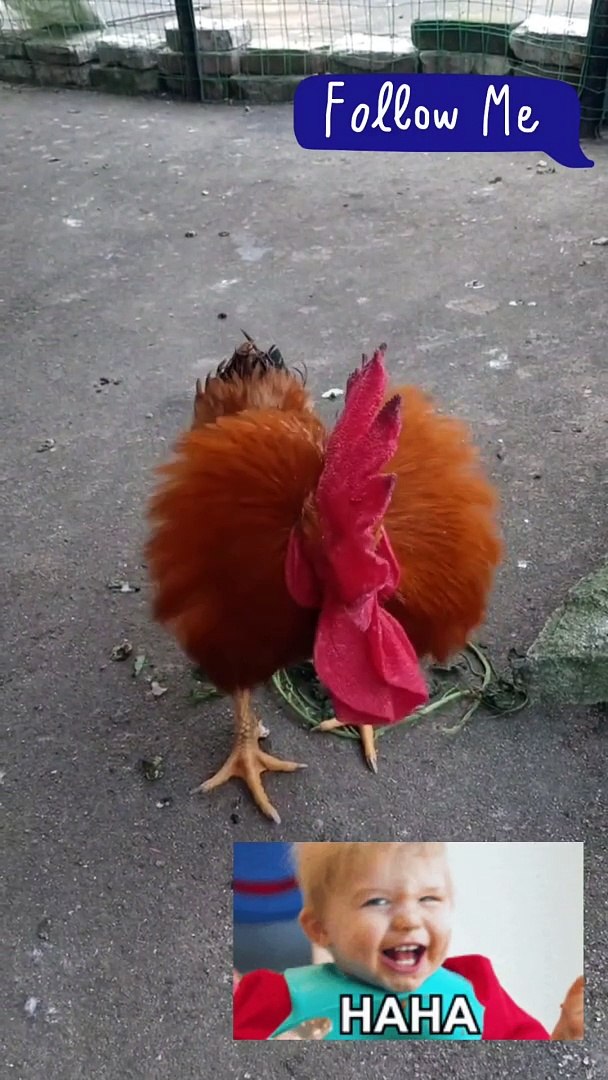 ⁣Funny pets | funny video
