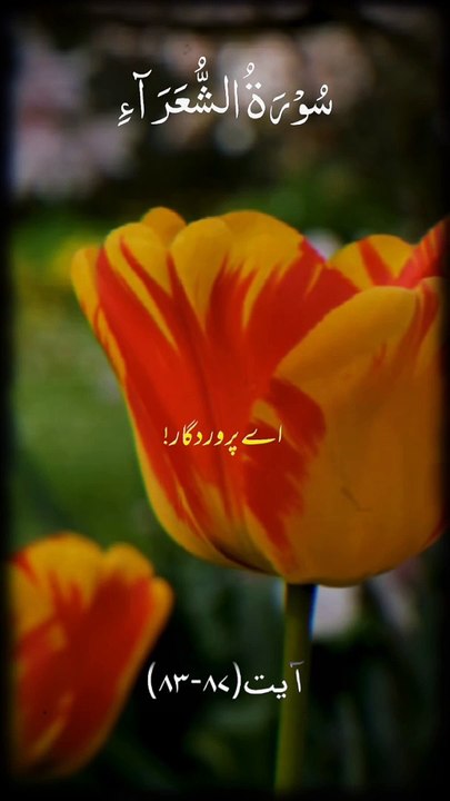 #Islamic Teachings"#Islam#Quran#Surah#taqareer#fly