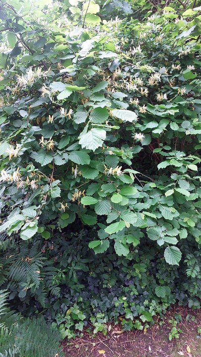  Visite du jardin-forêt de la BnF-François Mitterrand 