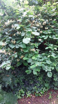 Visite du jardin-forêt de la BnF-François Mitterrand