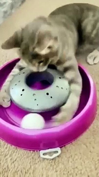 Funny Cat Videos (120)