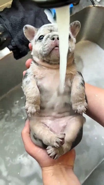 Funny cat videos (123)