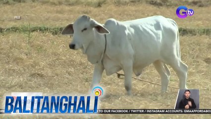 Pag-import ng baka mula U.K., ipinagbawal ng D.A.  dahil sa mad cow disease cases doon | BT