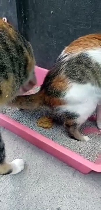 PET'S ARE FAMILY ! CAT LOVERS ' 