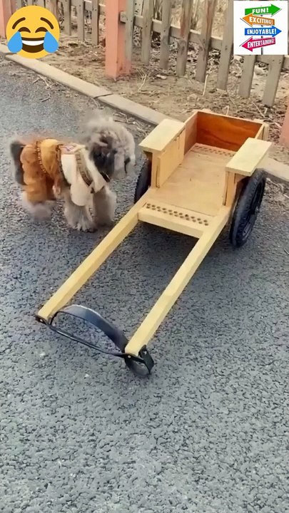 گرل فرینڈ کے ساتھ پکنک پر جانے والا خوبصورت کتا