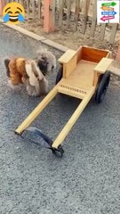 گرل فرینڈ کے ساتھ پکنک پر جانے والا خوبصورت کتا