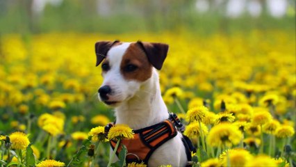 Enciclopedia mundial de perros - World Encyclopedia of Dogs