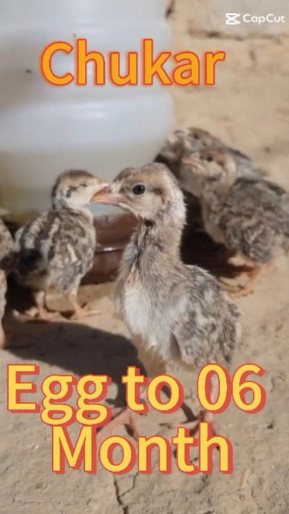 : “From Egg to Feathered Wonder: Chukar Partridge Growth Journey!  #chukarpartridge