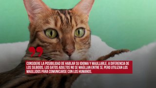 Especialistas piden a los dueños de gatos que no los 'insulten' utilizando sonidos con 's'