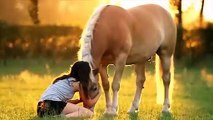 8 Most Beautiful Horses on Planet Earth