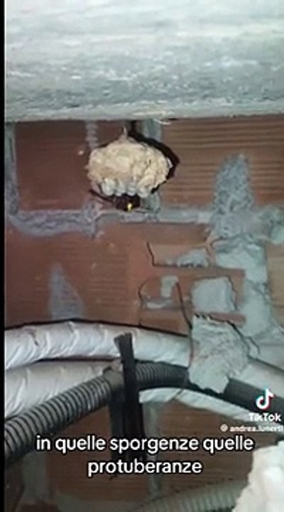 Roma: vespe orientalis, ecco come la pericolosa regina aveva costruito il nido in una casa a Conca d'Oro