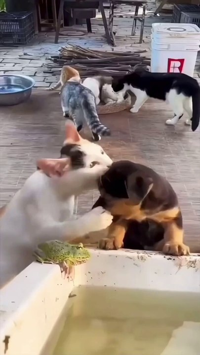 Funny video/comedy video/trending video/viral video