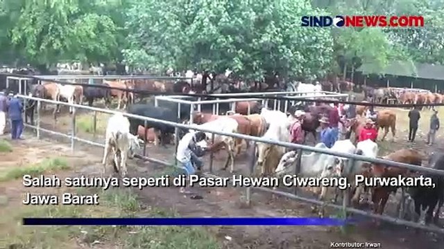2 Pekan Jelang Hari Raya Iduladha, Harga Sapi di Purwakarta Naik Rp2 Juta Per Ekor