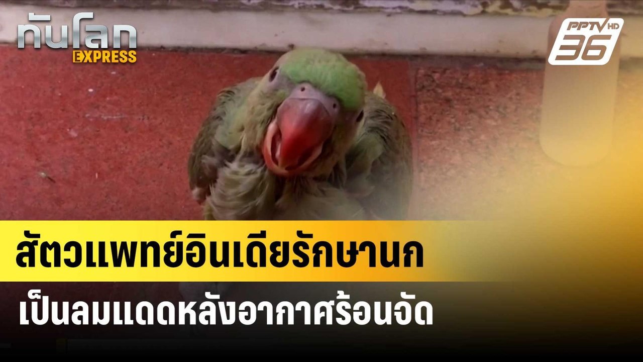สัตวแพทย์อินเดียรักษานกเป็นลมแดดหลังอากาศร้อนจั...