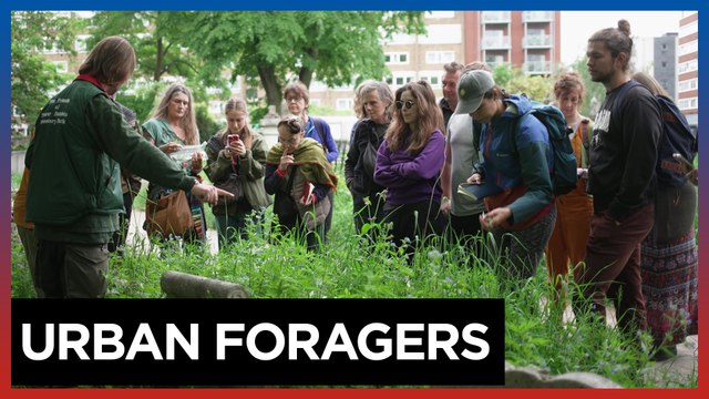 Hunting for edible plants with London's urban foragers