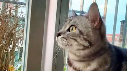 cats doing funny things