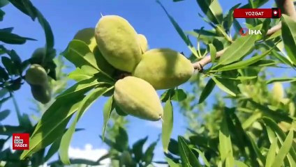 Hububat ekili kıraç arazisini badem bahçesine çevirdi, gelirini artırdı