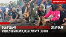 Dua Pelaku Penyelundupan Penyu Hijau Ditangkap Polres Jembrana, Dua Lainnya Diburu