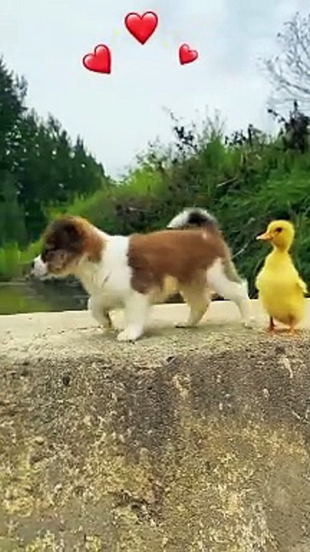 ⁣Funny|funny animals|funny animals video|comedy|animals