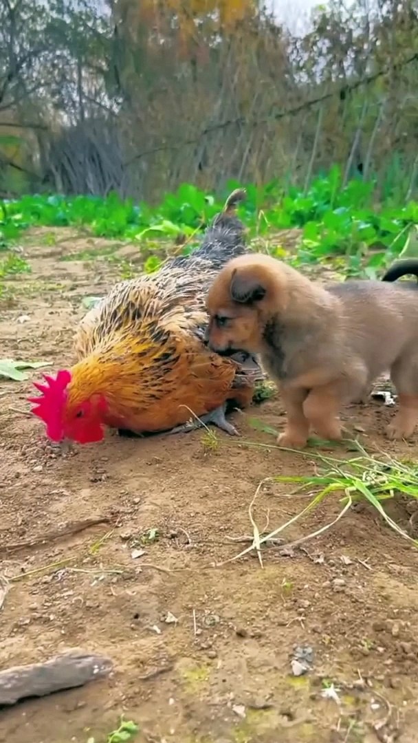 Funny*funny animals*funny animals video*comedy
