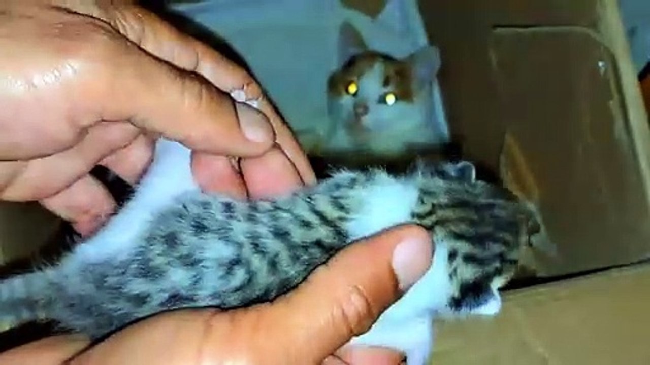 A mother cat breastfeeds her newborn kittens.  Baby kittens are so cute.