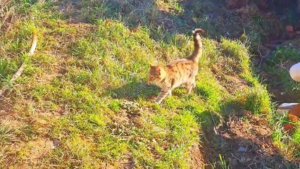 I teased the cute kitten