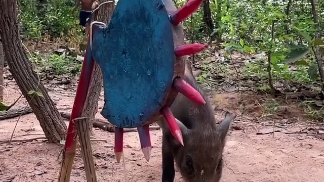 Simple Boy Created wild boar trap #shorts #pigtrap #wildboartrap