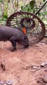 Powerful wild boar trap using bamboo #shorts #pigtrap #wildboartrap