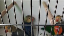 budgies colony setup breeding progress|australian parrots