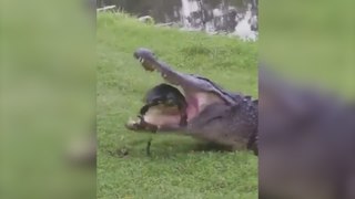 Una tortuga corre por su vida y escapa de la boca de un cocodrilo