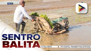 DA, positibo na aabot sa higit 20-M MT ang produksyon ng palay ng bansa