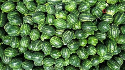 Adana'da hasadı başladı, fiyatlar alaşağı oldu: Tarlada kilosu 7 TL!