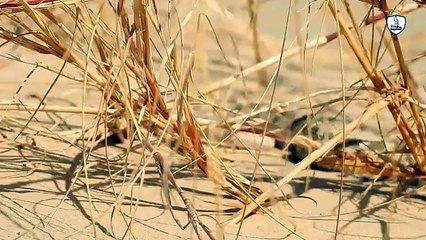 صراع البقاء في الصحراء الكبرى_ ثعلب الفنك والأفعىnational géographie