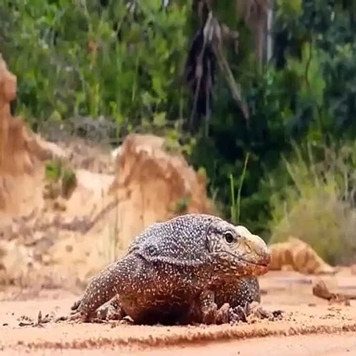 snake tries to take the lizard eggs