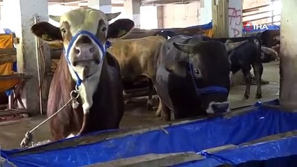 Rize’de kurbanlıklar alıcılarını bekliyor! İşte fiyatlar…