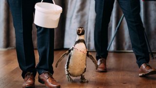 Bräutigam überrascht Braut mit Pinguinringträger bei Hochzeit