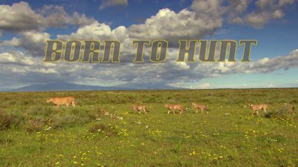 KILL TO SURVIVE - Born TO Hunt - Nat Geo Wild HD