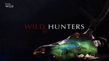WILD HUNTERS- Wolves and Jackals - Nat Geo WILD HD