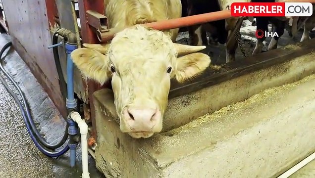 Bakanlıktan aldığı destekle hayvan sayısını 4'e katladı