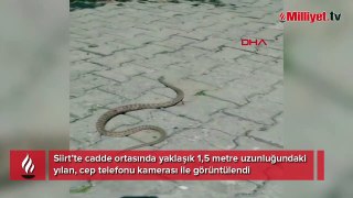 Siirt'te sokakta 1,5 metrelik yılan kamerada