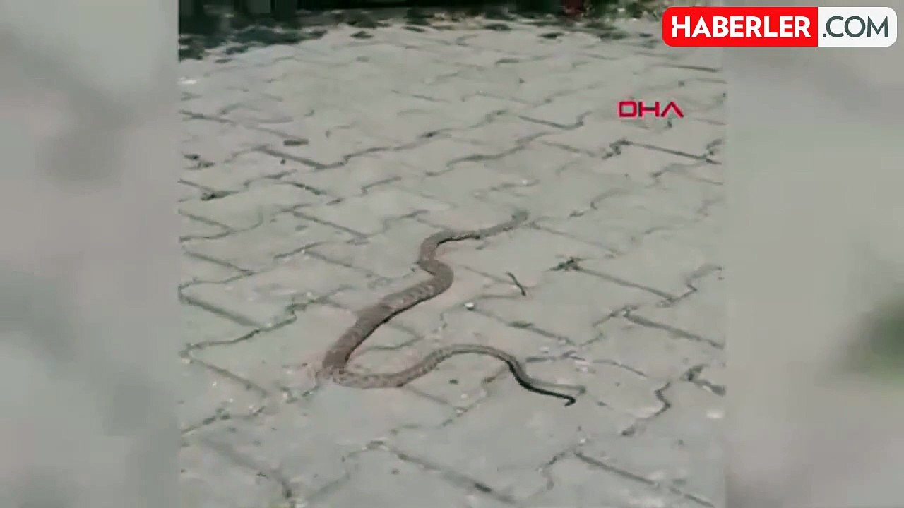 Siirt'te Cadde Ortasında 1,5 Metre Uzunluğunda Yılan Görüntülendi