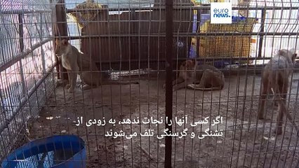 تخلیه باغ وحش رفح پیش از حمله اسرائیل؛ چند حیوان باقی مانده در خطر مرگ هستند