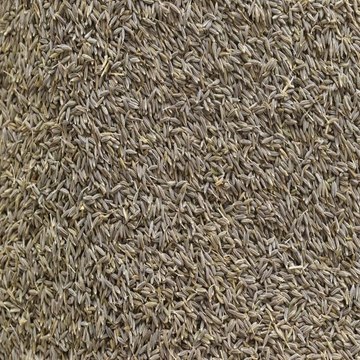 नागौर कृषि उपज मंडी अपडेड: जीरा का भाव नहीं बढऩे से काश्तकार मायूस, अन्य जिंसों के भाव स्थिर