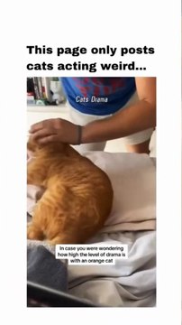 面白いペットの動画 面白いペットの生活 面白いペット ペット