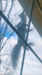 面白いリスが窮地に陥る