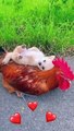 Funny*funny animals*funny animals video*comedy*animals*comedy*