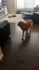 ゴールデンレトリバー犬対家庭用機械。とても面白い