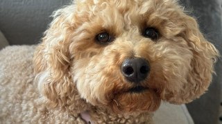 Dog bears uncanny resemblance to Hollywood actor Will Ferrell