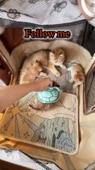 Cute funny pets | funny pets